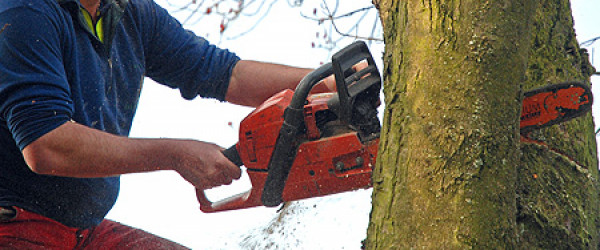 Baum wird gef&auml;llt (Quelle: pixelio.de - Paul-Georg Meister)
