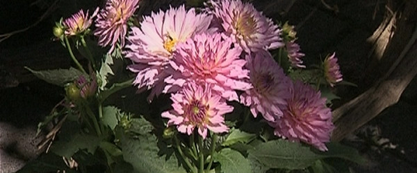 Blumen (Quelle: RIK)