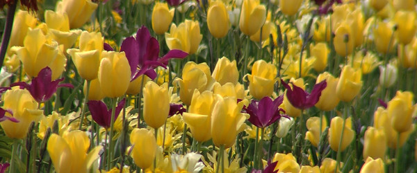 Gartenschau Balingen (Quelle: RIK)