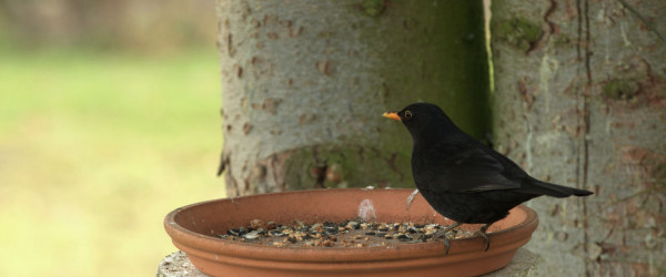 Amsel (Quelle: RIK)