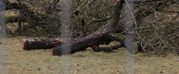 Gef&auml;llter Streuobstbaum (Quelle: RIK)